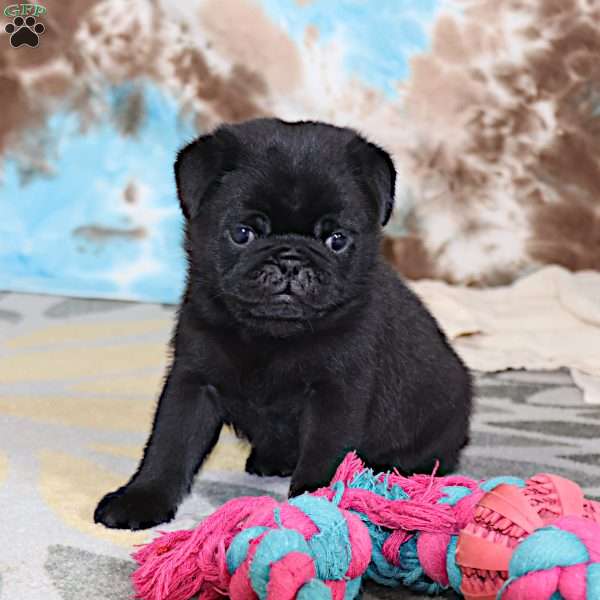 Greg, Pug Puppy